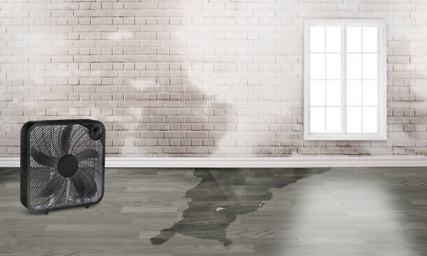 Best Carpet water damage restoration  in Hebron, OH